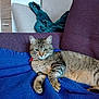 animal, blanket, blue_blanket, cat, comfortable, couch, cozy, domestic_cat, feline, furniture, home_interior, indoor, living_room, pet, purple_couch, relaxed, resting, soft_texture, striped_fur, tabby_cat