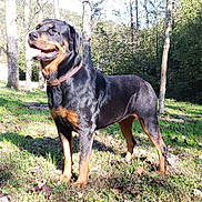 Cypress is registered to the contest to win money with this photo: austrian_black_and_tan_hound, black_and_tan_coonhound, carnivoran, dog, dog_breed, dog_like_mammal, greater_swiss_mountain_dog, hellenikos_ichnilatis, hound, huntaway, hunting_dog, mammal, montenegrin_mountain_hound, polish_hunting_dog, smaland_hound, transylvanian_hound