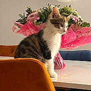 Aya participe au concours pour gagner de l'argent avec cette photo : cat, table, flower_bouquet, balloon, chair, indoor, orange_chair, blue_chair, white_wall, pink_wrapping, plant, pet, feline, domestic_animal, curious, decor, still_life, houseplant, home, cute