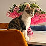 cat, table, flower_bouquet, balloon, chair, indoor, orange_chair, blue_chair, white_wall, pink_wrapping, plant, pet, feline, domestic_animal, curious, decor, still_life, houseplant, home, cute