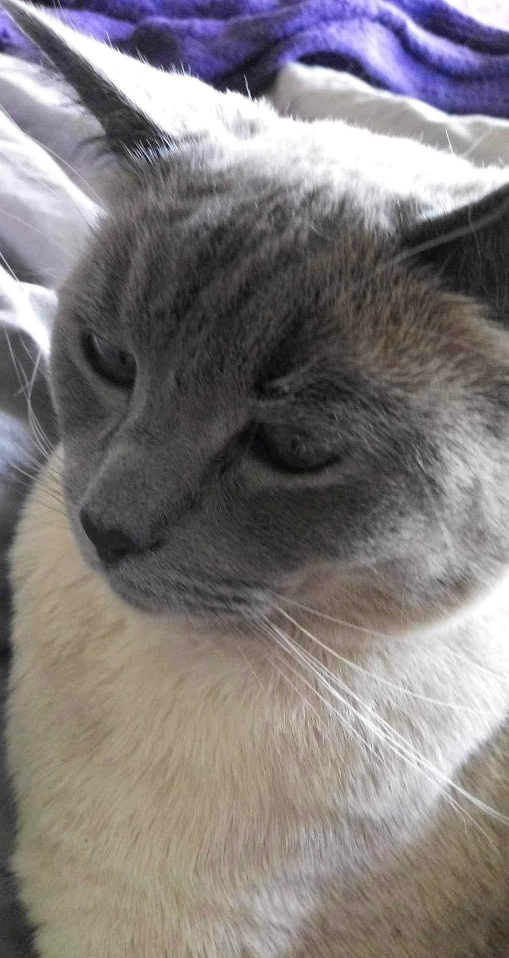 Khaleesi joined the competition — help win amazing prizes! carnivore, cat, close_up, domestic_short_haired_cat, fawn, felidae, fur, grey, small_to_medium_sized_cats, snout, terrestrial_animal, whiskers