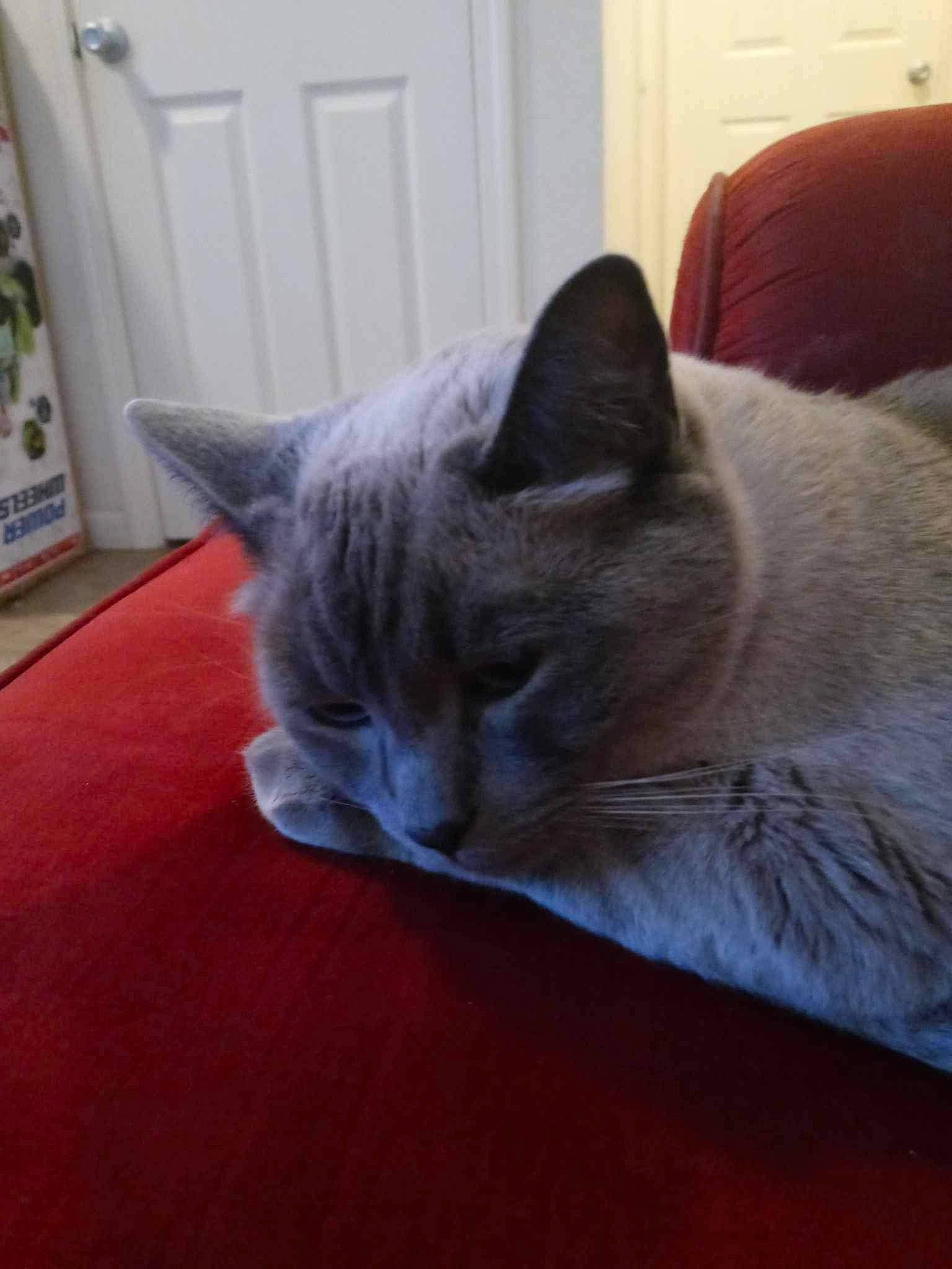 Khaleesi joined the competition — help win amazing prizes! carnivore, cat, cat_supply, comfort, domestic_short_haired_cat, eye, felidae, fur, grey, hardwood, nap, paw, room, small_to_medium_sized_cats, snout, tail, whiskers