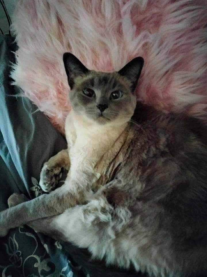 Khaleesi joined the competition — help win amazing prizes! carnivore, cat, domestic_short_haired_cat, fawn, felidae, fur, photo_caption, small_to_medium_sized_cats, snout, terrestrial_animal, whiskers, wildlife, window