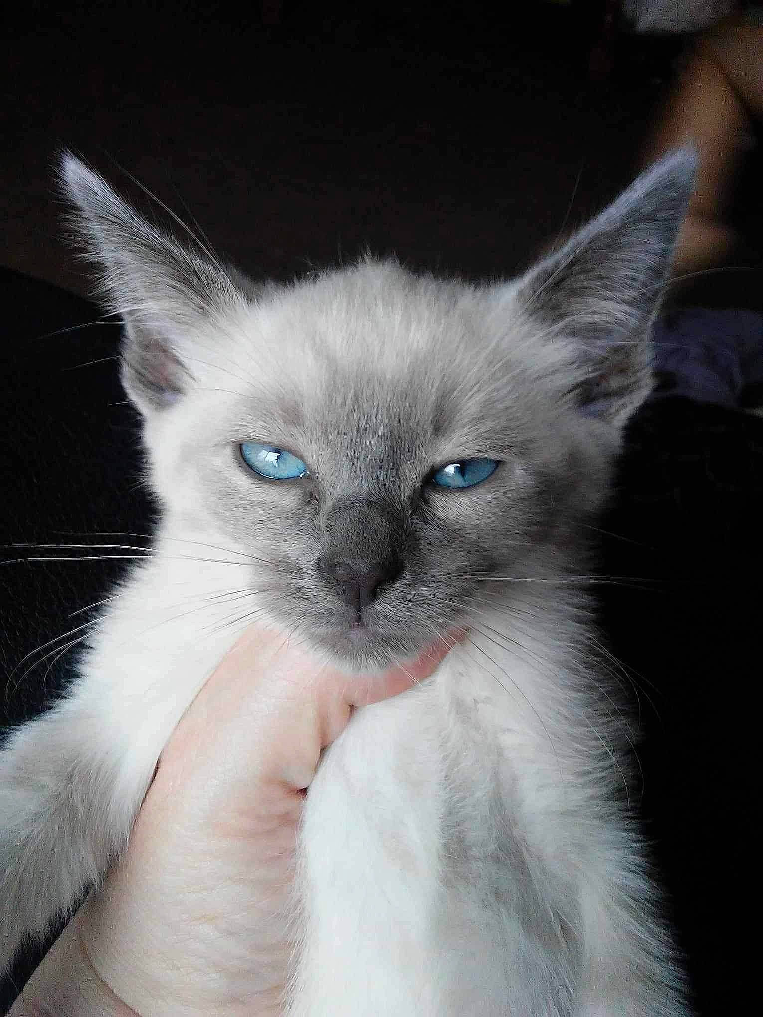Khaleesi is registered to the contest to win money with this photo: birman, carnivore, cat, claw, comfort, domestic_short_haired_cat, ear, electric_blue, eye, fawn, felidae, fur, head, iris, russian_blue, siamese, small_to_medium_sized_cats, snout, terrestrial_animal, whiskers