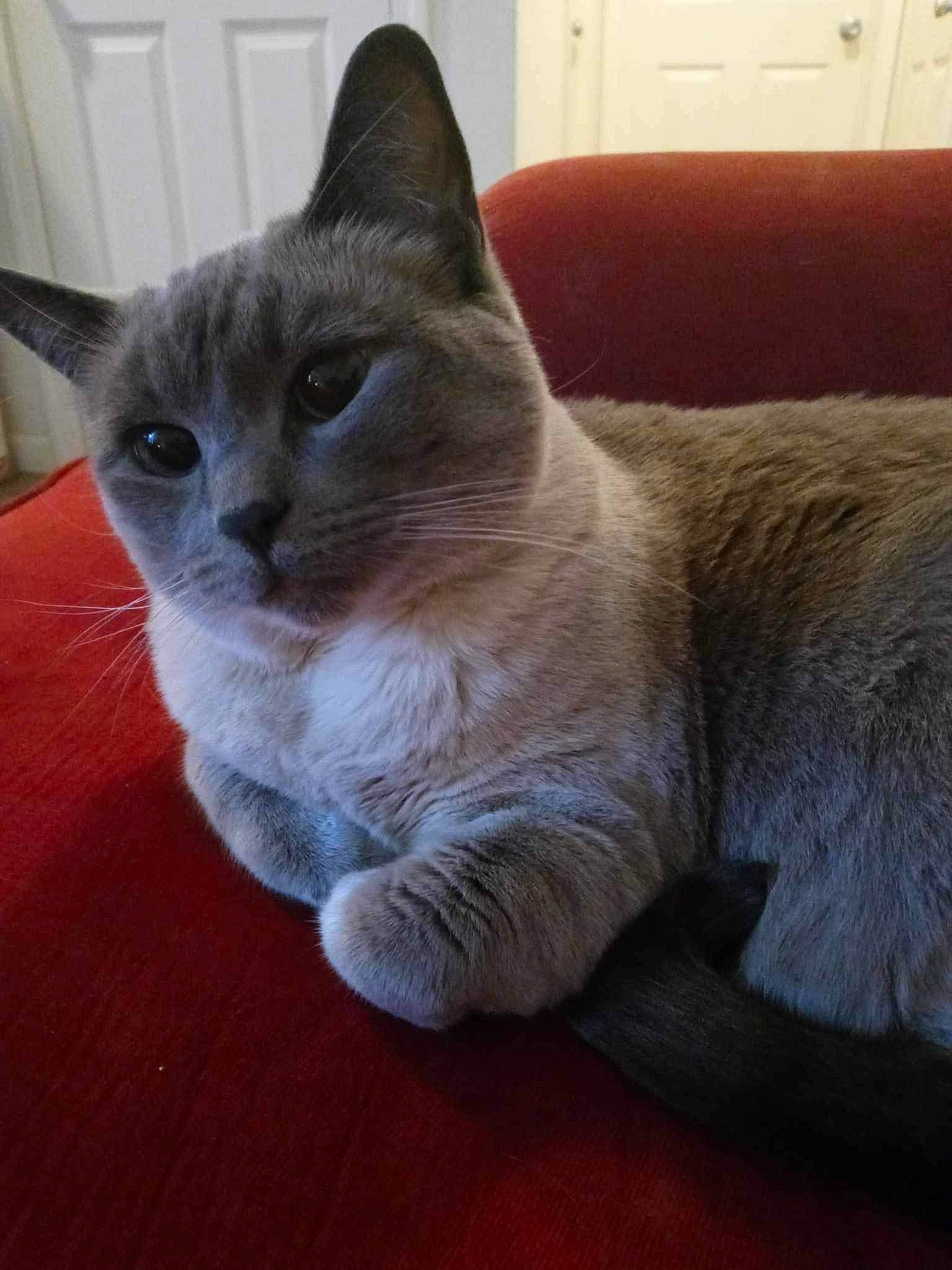 Khaleesi is registered to the contest to win money with this photo: carnivore, cat, cat_furniture, cat_supply, chartreux, claw, comfort, domestic_short_haired_cat, felidae, flooring, fur, grey, hardwood, paw, small_to_medium_sized_cats, snout, tail, whiskers, window