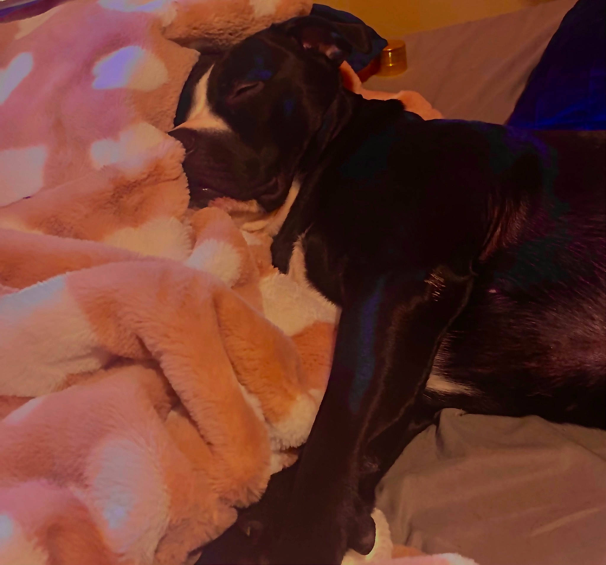 Gus joined the competition — help win amazing prizes! borador, brown, canidae, carnivore, comfort, companion_dog, dog, dog_breed, dog_collar, fawn, fur, guard_dog, liver, peach, petal, sporting_group, tints_and_shades, toy_dog, working_animal