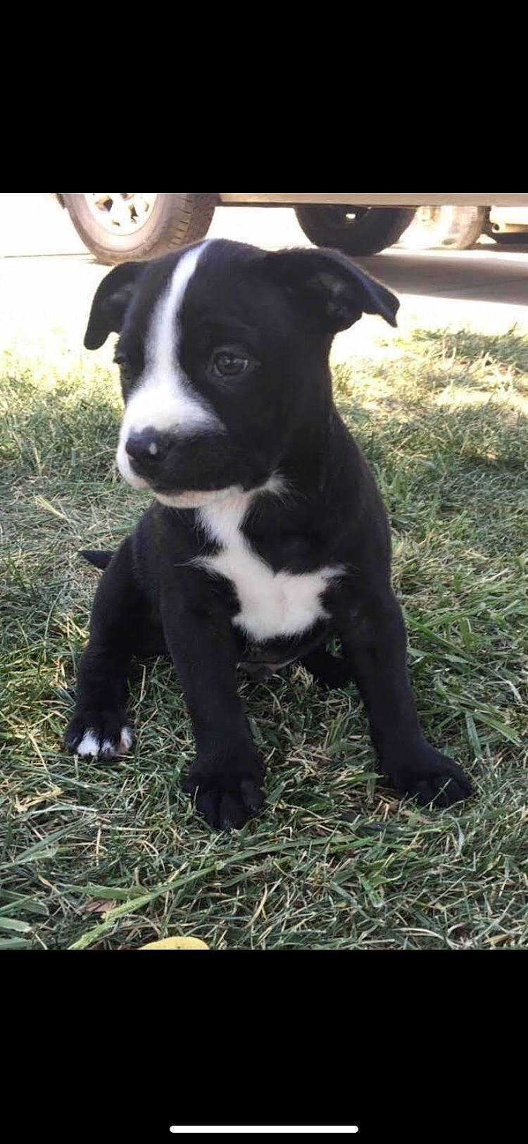 Gus joined the competition — help win amazing prizes! canidae, carnivore, companion_dog, dog_breed, fur, grass, livestock, non_sporting_group, plant, sporting_group, tail, terrestrial_animal, whiskers, working_animal