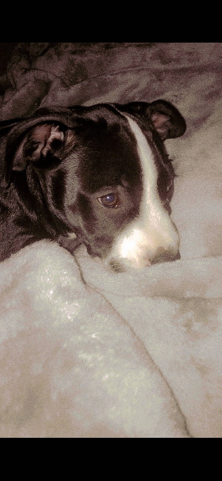 Gus joined the competition — help win amazing prizes! bored, canidae, carnivore, comfort, companion_dog, dog, dog_breed, ear, eye, fawn, fur, head, linens, liver, non_sporting_group, snout, sporting_group, tints_and_shades, whiskers, working_animal