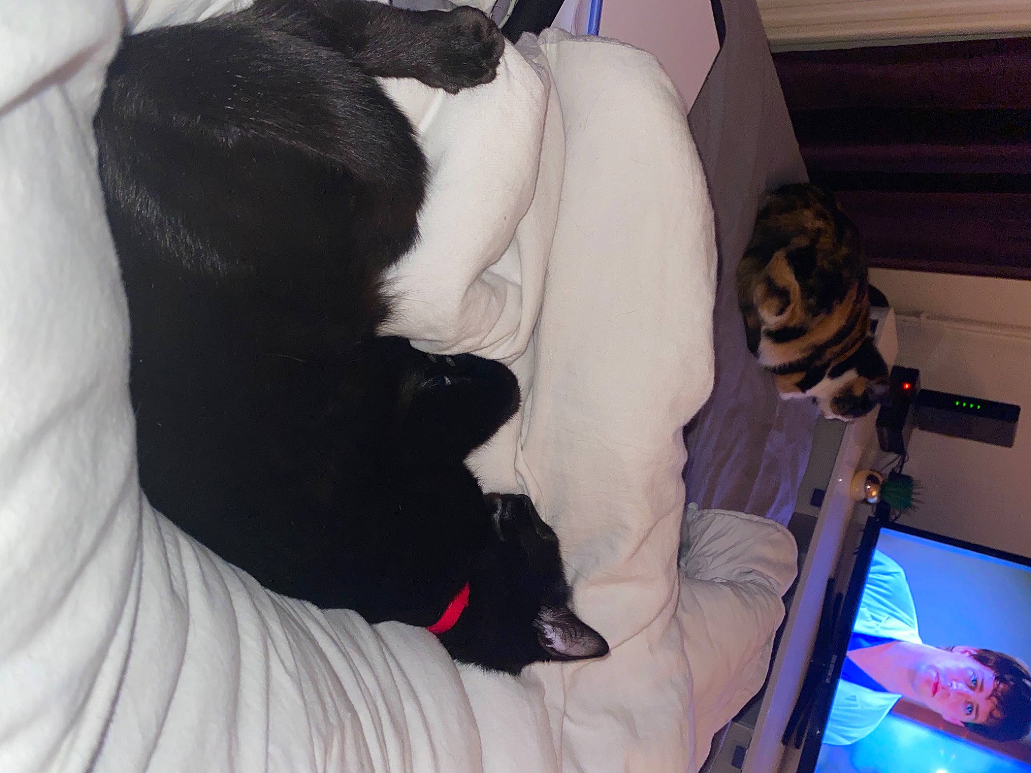 Ruby participe au concours pour gagner de l'argent avec cette photo : canidae, car_seat, carnivore, cat, comfort, companion_dog, dog_breed, felidae, fur, lap, linens, paw, room, small_to_medium_sized_cats, snout, sporting_group, tail, toy, vertebrate, whiskers