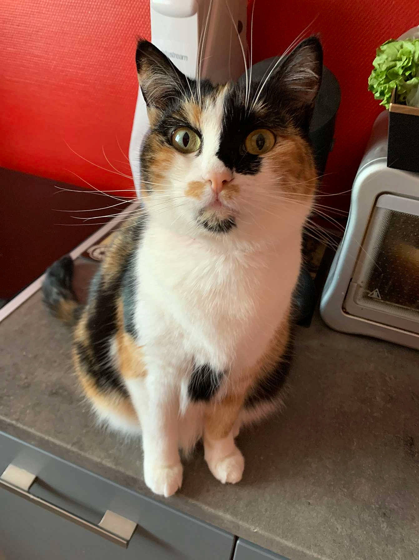 Châtaignes participe au concours pour gagner de l'argent avec cette photo : box, carnivore, cat, claw, domestic_short_haired_cat, felidae, flowerpot, fur, houseplant, paw, plant, sitting, small_to_medium_sized_cats, snout, tail, whiskers, windshield