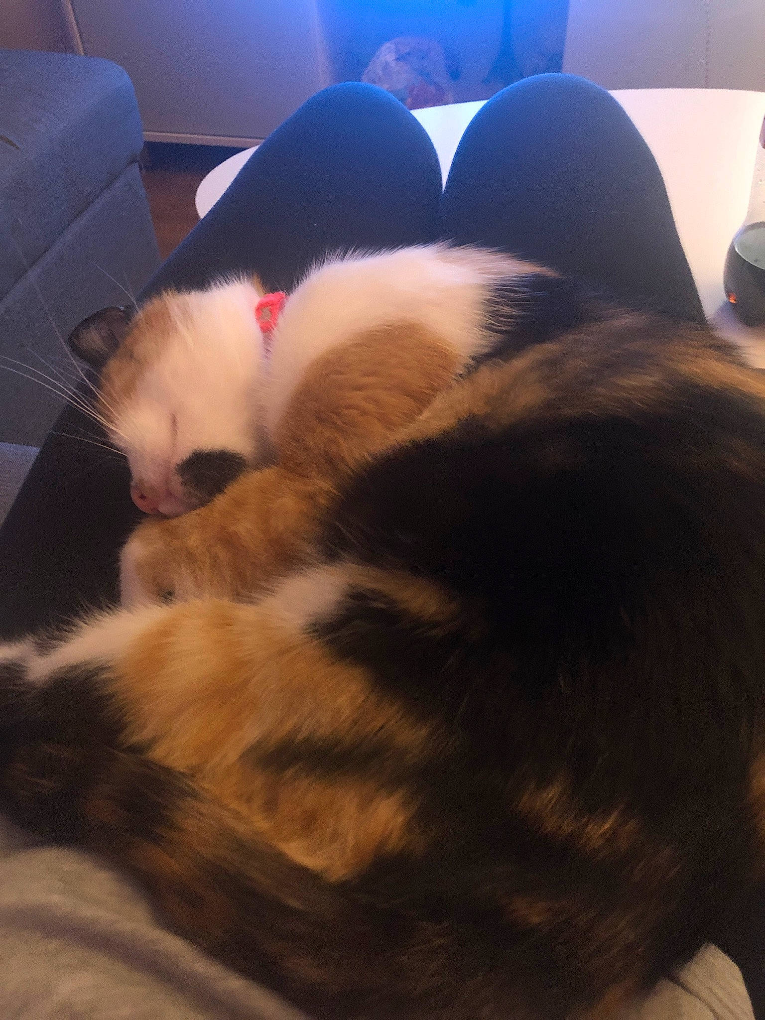 Châtaignes participe au concours pour gagner de l'argent avec cette photo : carnivore, cat, cloud, comfort, companion_dog, domestic_short_haired_cat, felidae, flooring, fur, lap, light, mammal, paw, sky, small_to_medium_sized_cats, snout, tail, vertebrate, whiskers, wood