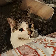 Sparkle is registered to the contest to win money with this photo: cat, curious, blanket, patterned, slippers, cozy, indoor, pet, whiskers, feline, closeup, texture, home, soft, playful, resting, brown, white, comfort, eyes