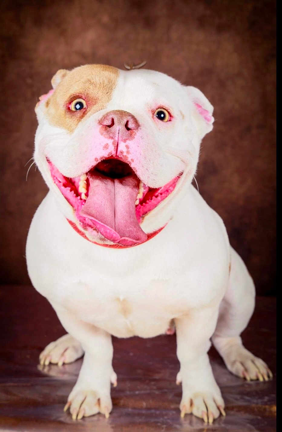 Gandja participe au concours pour gagner de l'argent avec cette photo : animal, brown_patch, canine, closeup, cute, dog, floor, friendly, happy, indoor, looking_at_camera, paw, pet, playful, portrait, sitting, smiling, studio, tongue_out, white_fur