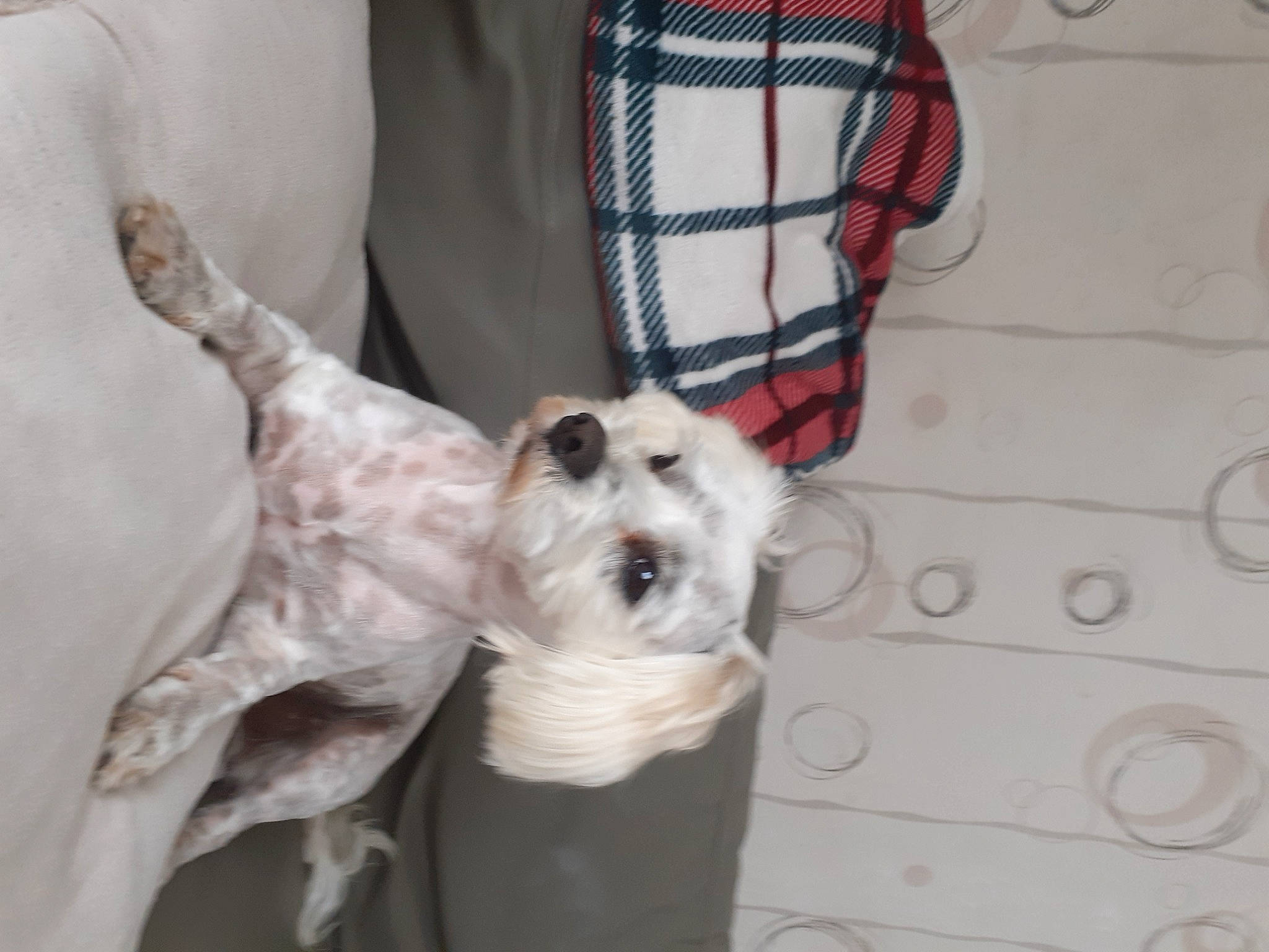 Michka participe au concours pour gagner de l'argent avec cette photo : bag, carnivore, collar, companion_dog, dog, dog_breed, dog_collar, dog_supply, fashion_accessory, fawn, fur, pattern, pet_supply, plaid, small_terrier, sporting_group, tartan, terrier, toy_dog, working_animal