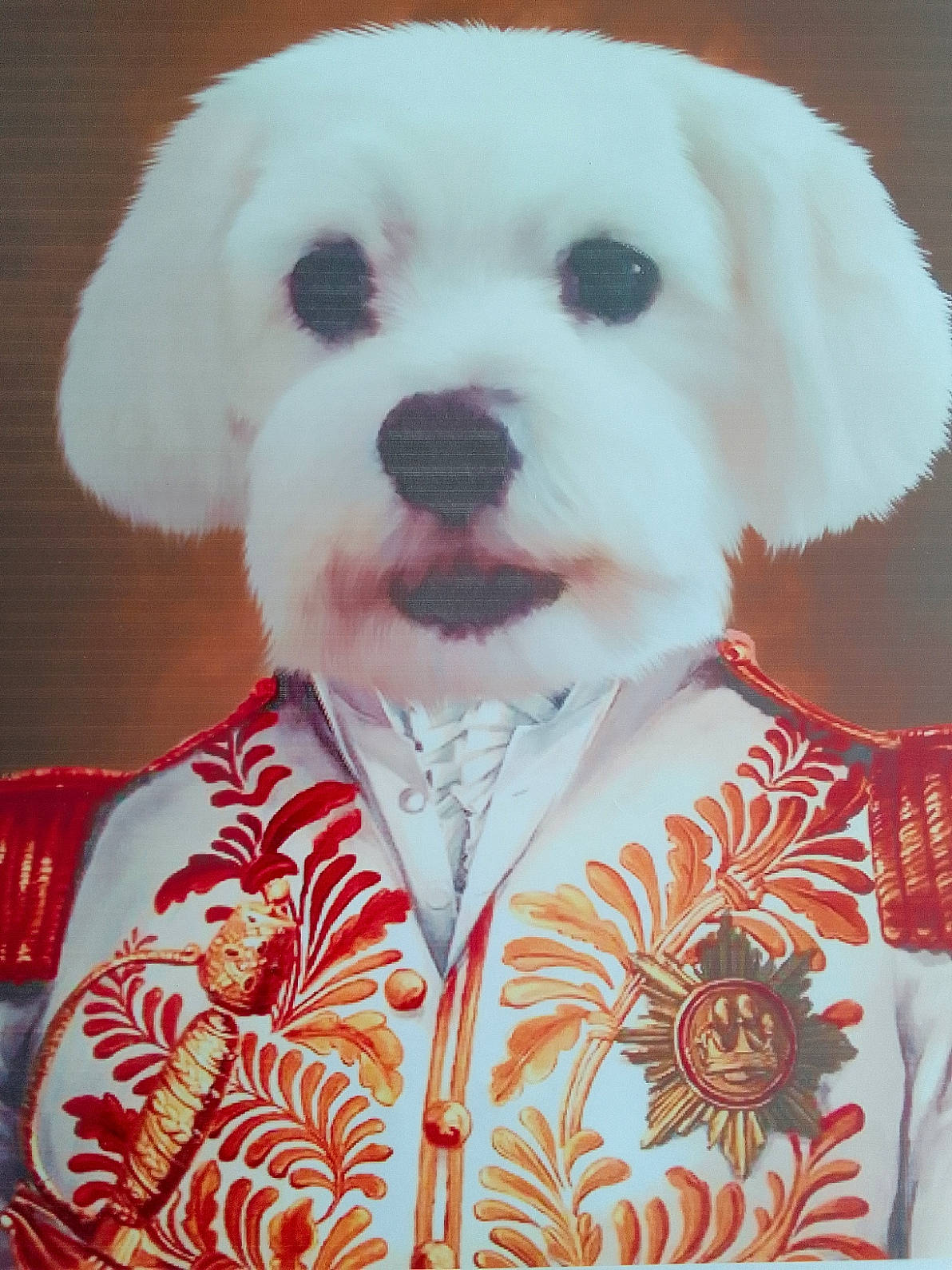 Michka participe au concours pour gagner de l'argent avec cette photo : animal, artistic, background, closeup, costume, cute, decorative, dog, embroidery, face, fluffy, gold, indoor, pet, portrait, red, regal, soft_focus, uniform, white_dog