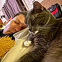 Tazz joined the competition — help win amazing prizes! person, cat, sleeping, indoor, gray_cat, white_paws, curtain, pillow, resting, feline, cute, pet, relaxation, home, nap, cozy, closeup, fur, whiskers, bedroom