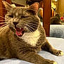 animal, bedroom, cat, claws, close_up, domestic_cat, feline, fur, furniture, gray_cat, indoor, mammal, mirror_reflection, person_blurred, pet, relaxed, whiskers, white_chest, white_paws, yawning_cat