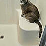 cat, gray_cat, pet, animal, feline, indoor, shower, bathroom, white_surface, drain, curious, sitting, tail, looking_back, fur, whiskers, ears, domestic_animal, clean, minimalist