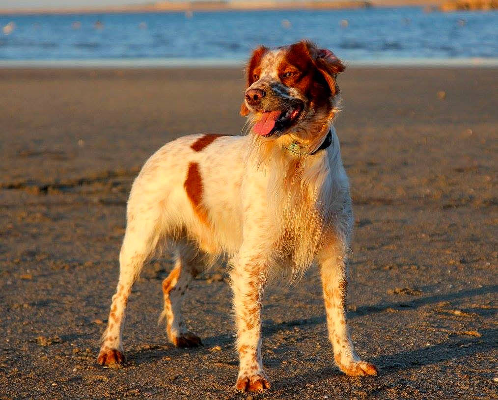 Smooth a rejoint le concours — aidez-le/la à gagner de superbes lots ! brittany, canidae, carnivore, companion_dog, dog, dog_breed, kooikerhondje, mammal, sporting_group, vertebrate