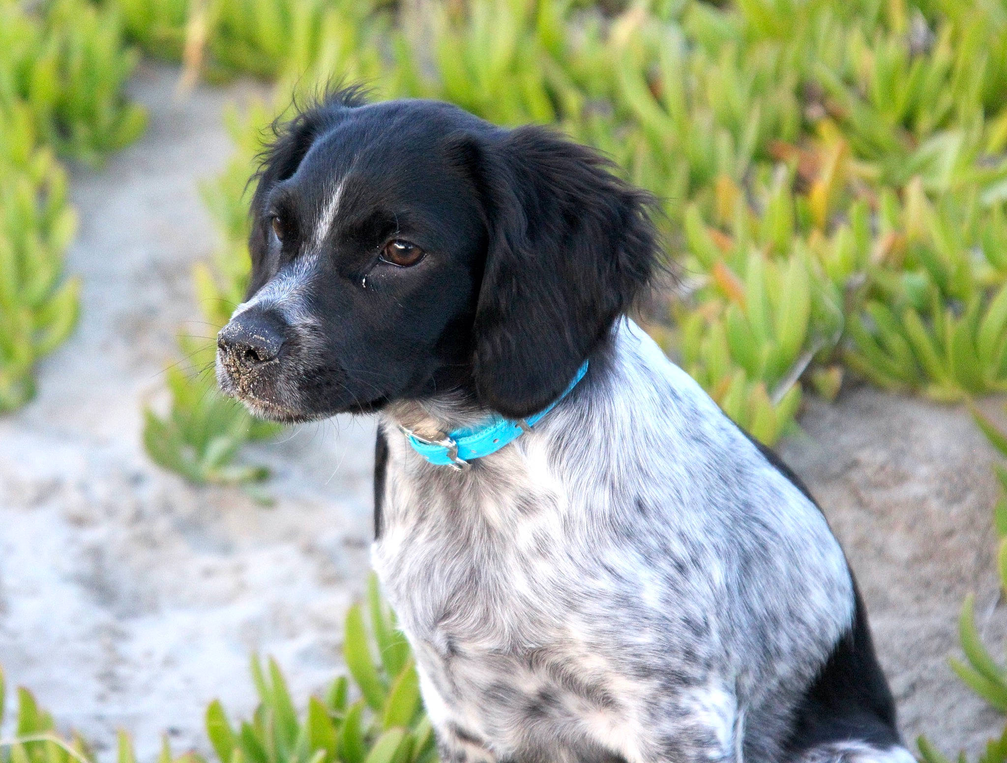 Black Pearl a rejoint le concours — aidez-le/la à gagner de superbes lots ! blue_picardy_spaniel, brittany, canidae, carnivore, dog, dog_breed, french_spaniel, german_longhaired_pointer, german_spaniel, hunting_dog, large_munsterlander, mammal, picardy_spaniel, pointing_breed, rare_breed_dog, small_munsterlander, spaniel, sporting_group, stabyhoun, vertebrate