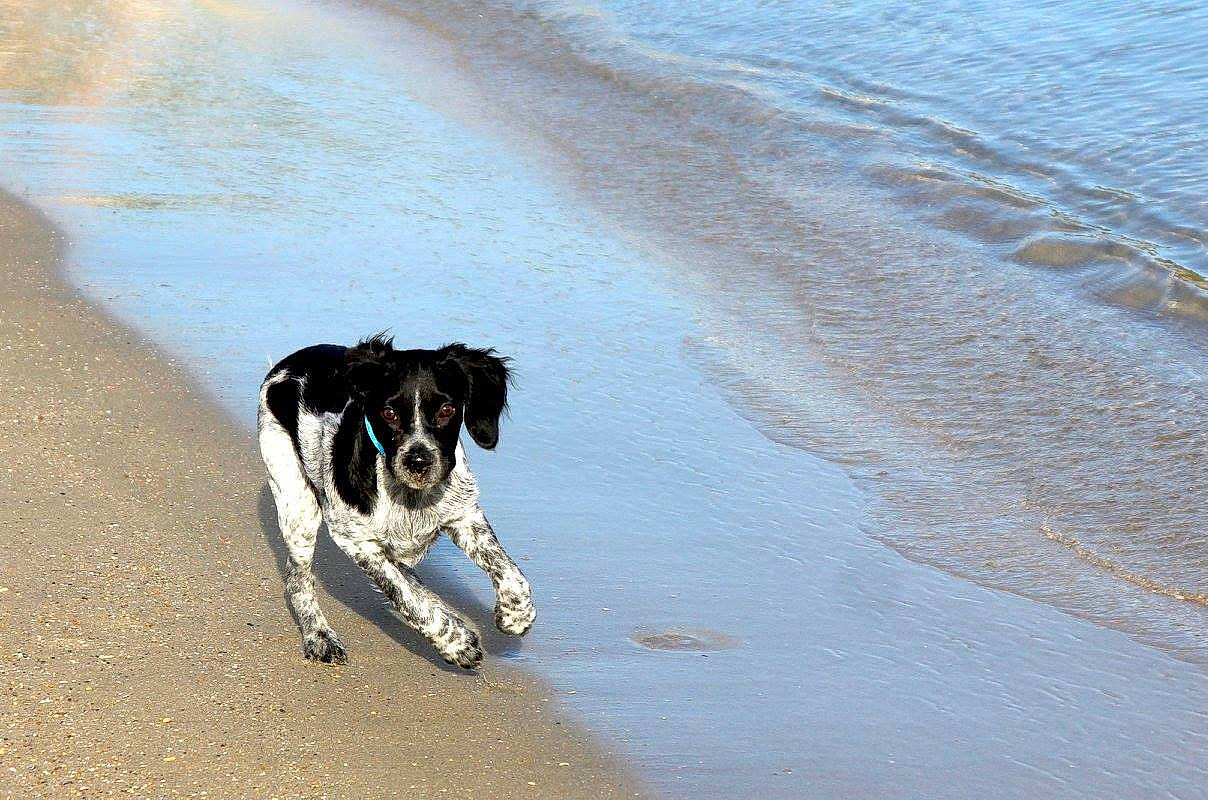 Black Pearl participe au concours pour gagner de l'argent avec cette photo : beach, canidae, carnivore, danish_swedish_farmdog, dog, dog_breed, drentse_patrijshond, english_springer_spaniel, hunting_dog, mammal, old_danish_pointer, pointer, rare_breed_dog, rat_terrier, sand, sea, sporting_group, stabyhoun, water, wetterhoun