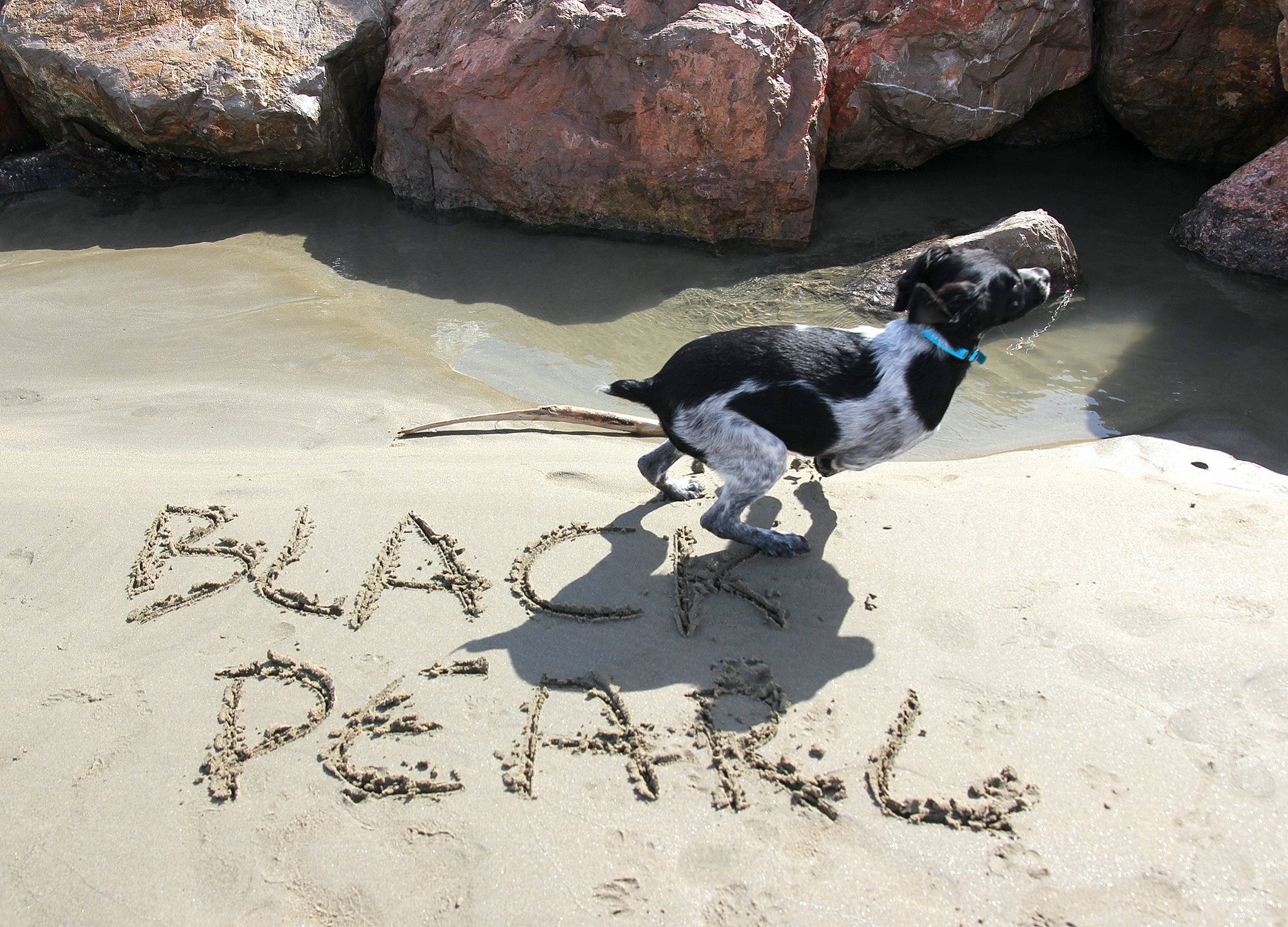 Black Pearl a rejoint le concours — aidez-le/la à gagner de superbes lots ! canidae, carnivore, dog, dog_breed, hunting_dog, leash, pointer, puppy, rock, sand, sporting_group, stabyhoun, tail