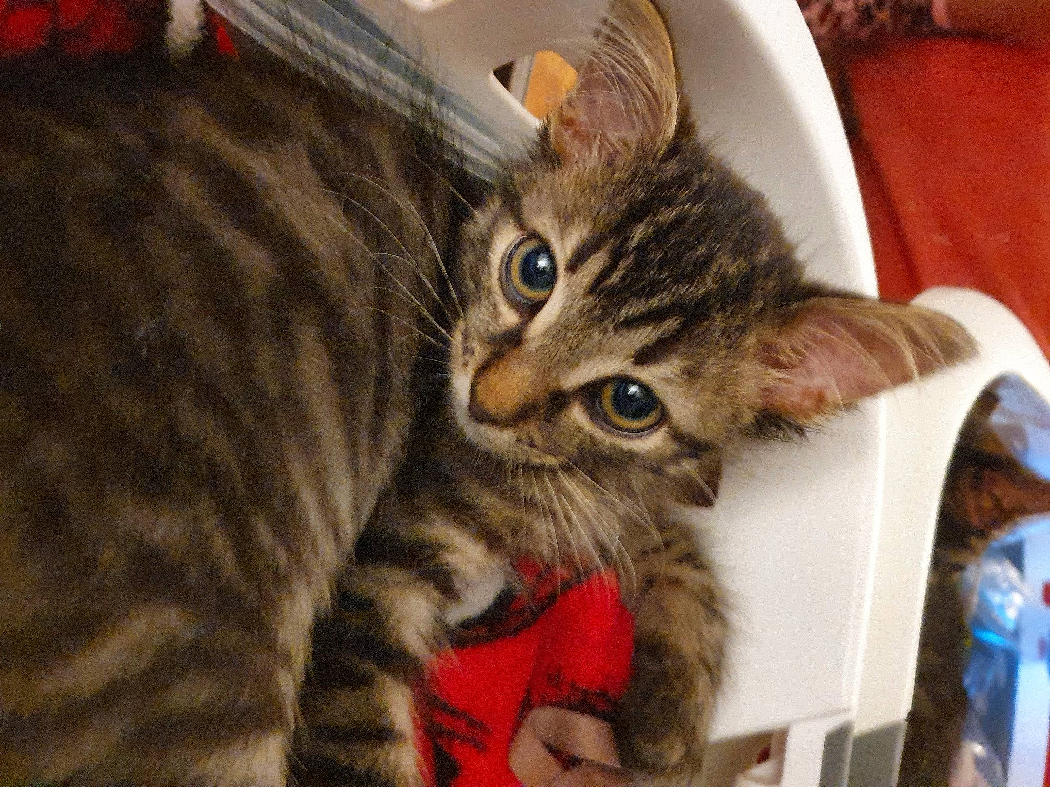 Oudini participe au concours pour gagner de l'argent avec cette photo : carnivore, cat, claw, domestic_short_haired_cat, felidae, fur, paw, small_to_medium_sized_cats, snout, terrestrial_animal, whiskers