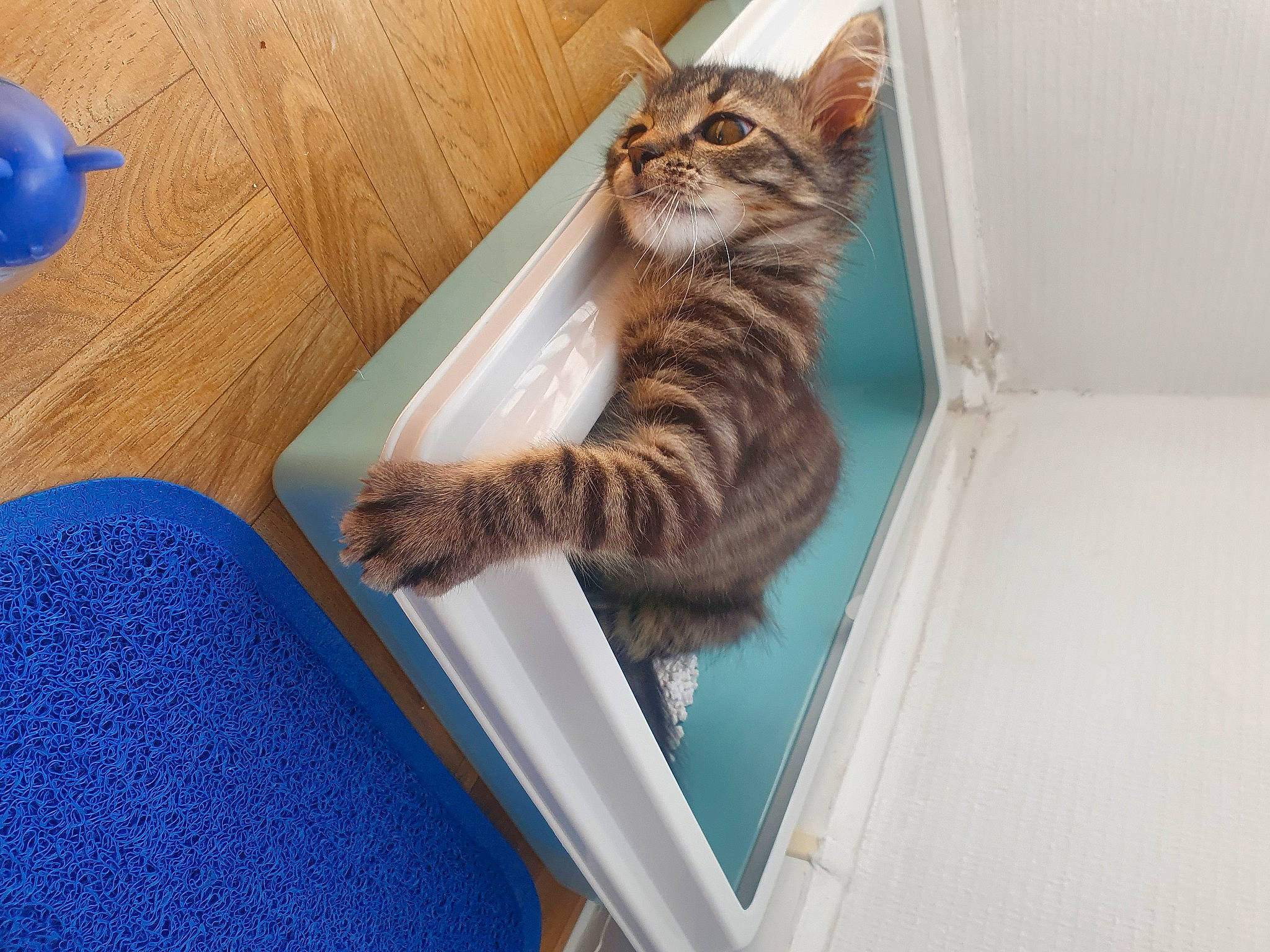 Oudini participe au concours pour gagner de l'argent avec cette photo : blue, carnivore, cat, comfort, domestic_short_haired_cat, door, electric_blue, felidae, flooring, foot, fur, hardwood, paw, rectangle, small_to_medium_sized_cats, snout, tail, terrestrial_animal, whiskers, wood