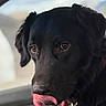 dog, black_dog, pet, animal, tongue_out, close_up, portrait, brown_eyes, fur, indoor, cute, playful, licking, canine, mammal, companion, friendly, expression, soft_background, collar