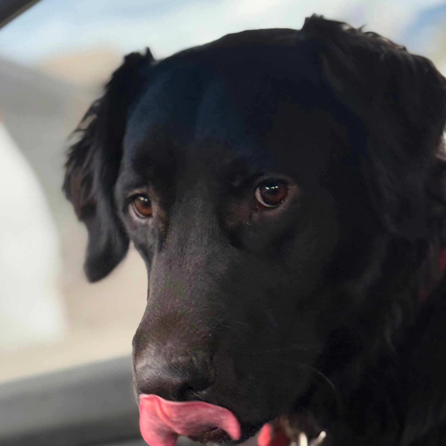 Gilbert joined the competition — help win amazing prizes! dog, black_dog, pet, animal, tongue_out, close_up, portrait, brown_eyes, fur, indoor, cute, playful, licking, canine, mammal, companion, friendly, expression, soft_background, collar