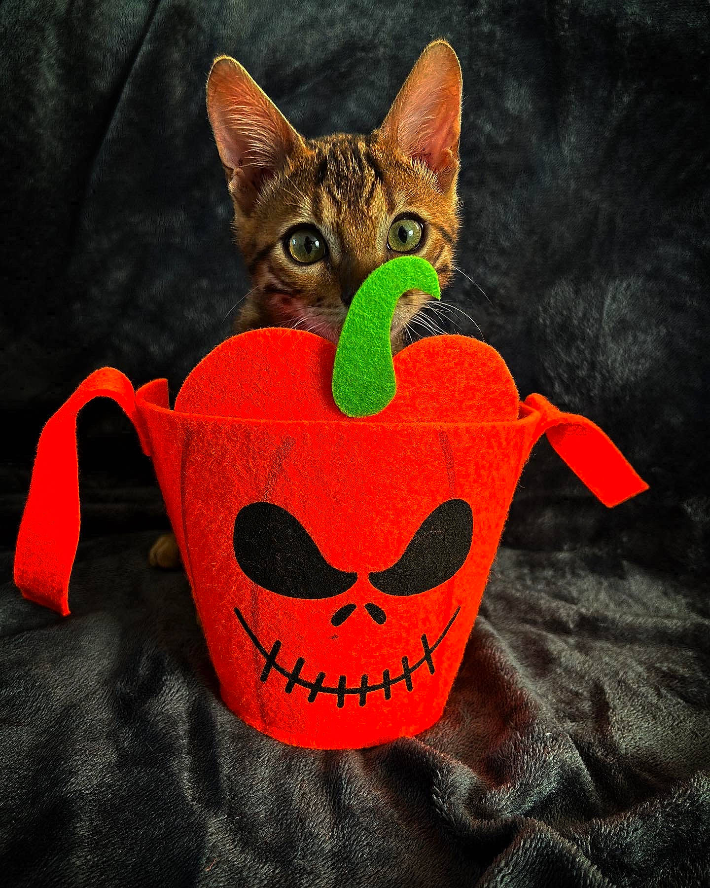 Lewis participe au concours pour gagner de l'argent avec cette photo : art, calabaza, carnivore, cat, cat_supply, cup, drinkware, felidae, font, fruit, illustration, natural_foods, orange, plant, serveware, small_to_medium_sized_cats, tableware, tail, vegetable, whiskers