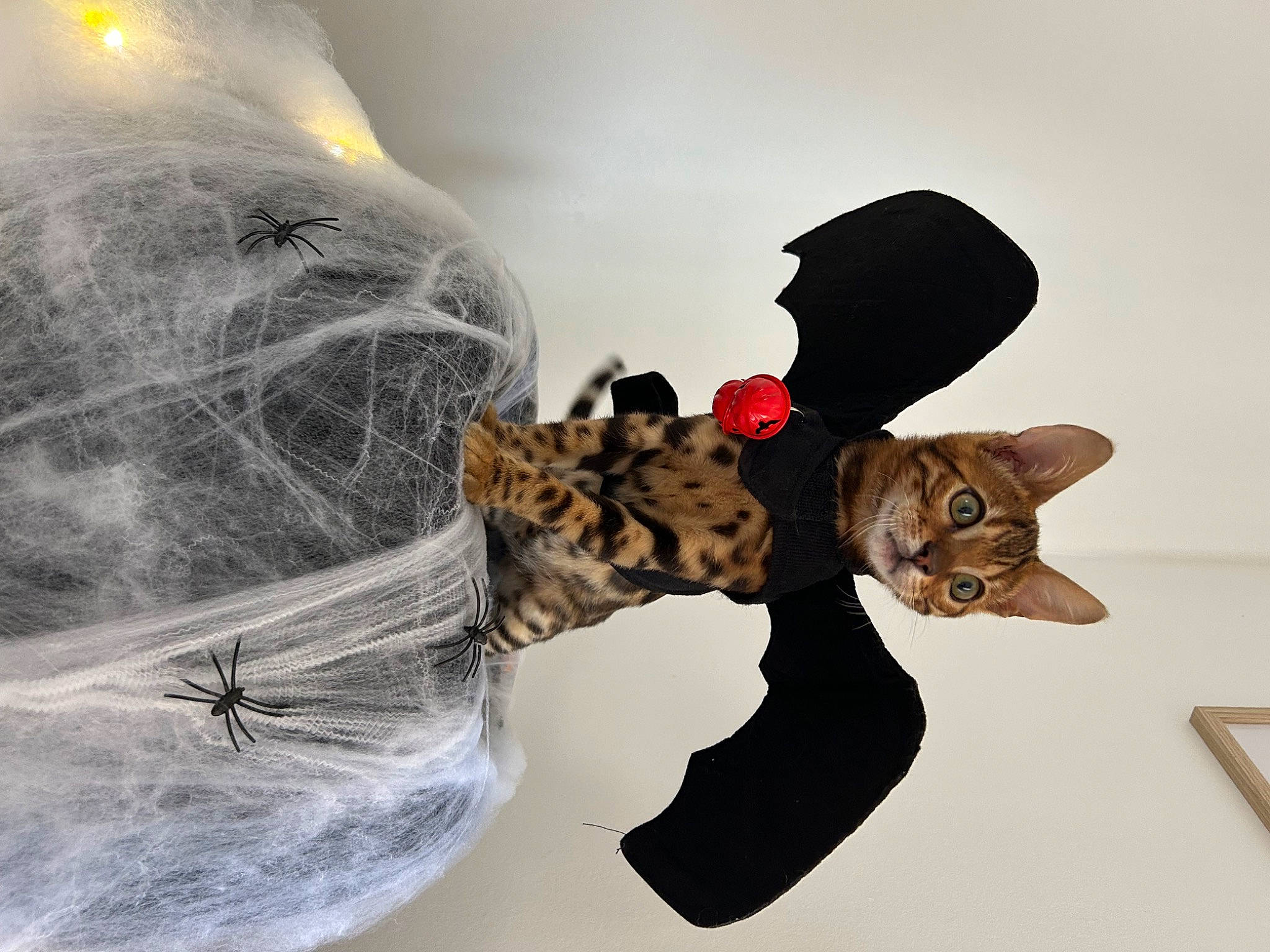 Lewis participe au concours pour gagner de l'argent avec cette photo : art, carnivore, cat, cg_artwork, drawing, fashion_accessory, felidae, fictional_character, fur, gesture, graphics, hat, illustration, organism, painting, sleeve, small_to_medium_sized_cats, tail, visual_arts, whiskers