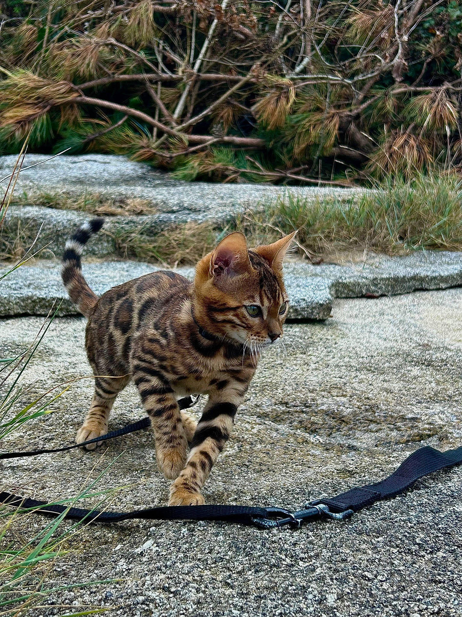 Lewis a rejoint le concours — aidez-le/la à gagner de superbes lots ! asphalt, carnivore, cat, claw, domestic_short_haired_cat, eye, fawn, felidae, grass, paw, plant, road_surface, sand, small_to_medium_sized_cats, snout, tail, terrestrial_animal, tree, whiskers, wood