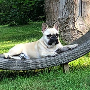 Simba participe au concours pour gagner de l'argent avec cette photo : dog, french_bulldog, outdoor, grass, tree, hammock, pet, canine, animal, nature, summer, relaxing, sunlight, portrait, laying_down, ears, snout, fence, greenery, leisure