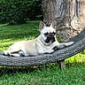 dog, french_bulldog, outdoor, grass, tree, hammock, pet, canine, animal, nature, summer, relaxing, sunlight, portrait, laying_down, ears, snout, fence, greenery, leisure