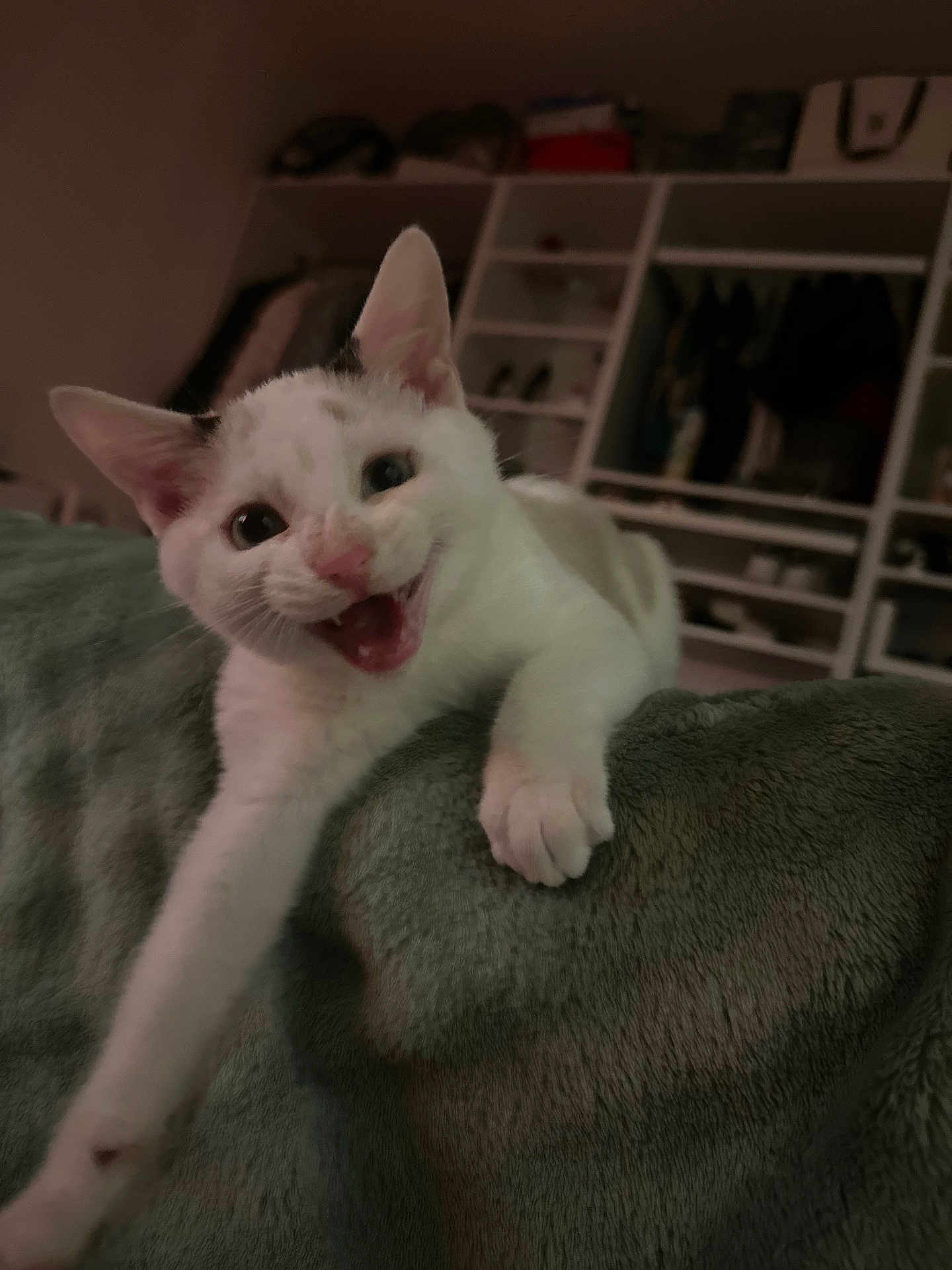 Umi participe au concours pour gagner de l'argent avec cette photo : cat, white_cat, pet, animal, indoor, blanket, stretching, paw, feline, cute, meowing, cozy, home, shelf, furniture, relaxed, playful, fur, ears, whiskers