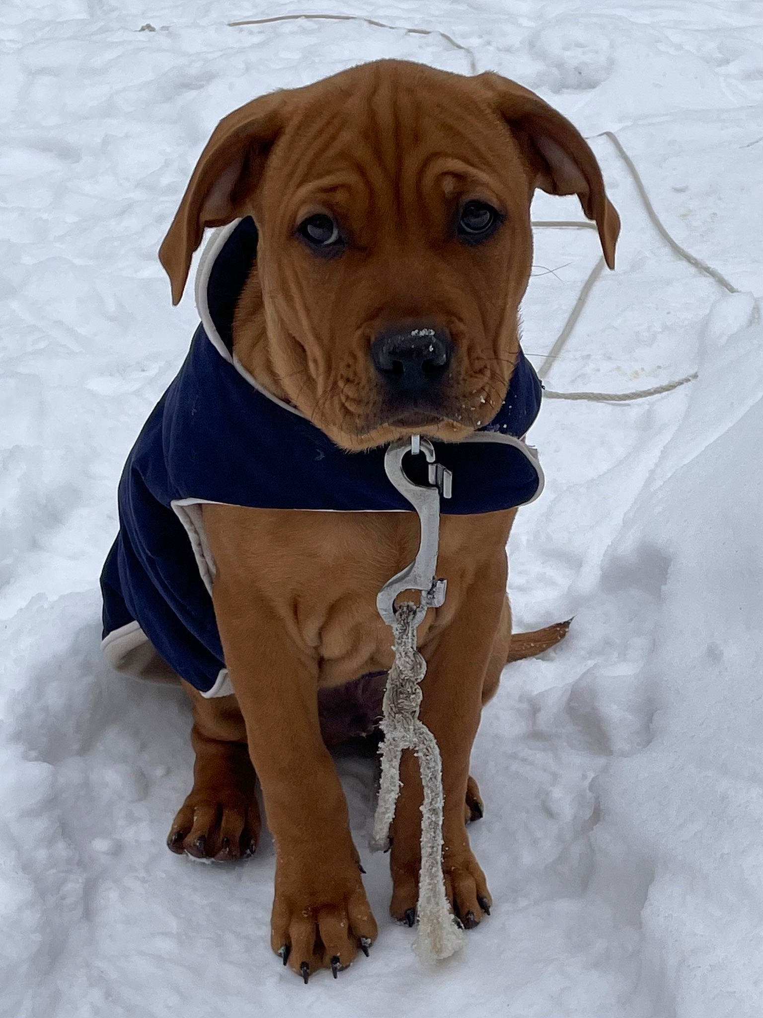 Baxter joined the competition — help win amazing prizes! canidae, carnivore, collar, companion_dog, dog, dog_breed, dog_clothes, dog_collar, dog_supply, fashion_accessory, fawn, leash, liver, pet_supply, snout, snow, sporting_group, whiskers, winter, working_animal