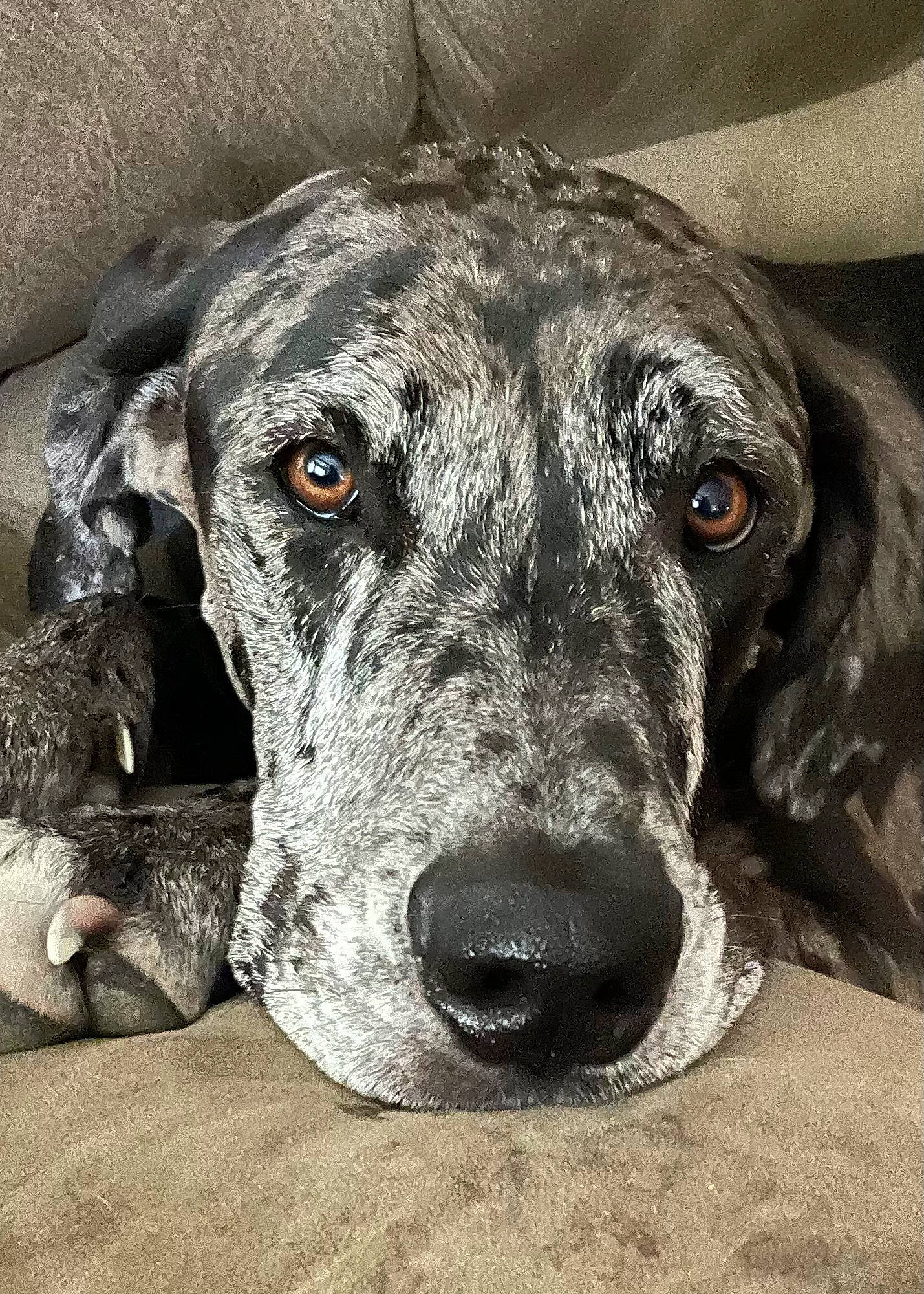 Willow joined the competition — help win amazing prizes! canidae, carnivore, companion_dog, dog, dog_breed, eye, fawn, fur, grey, guard_dog, mammal, monochrome, monochrome_photography, snout, sporting_group, terrestrial_animal, vertebrate, whiskers, working_animal, working_dog