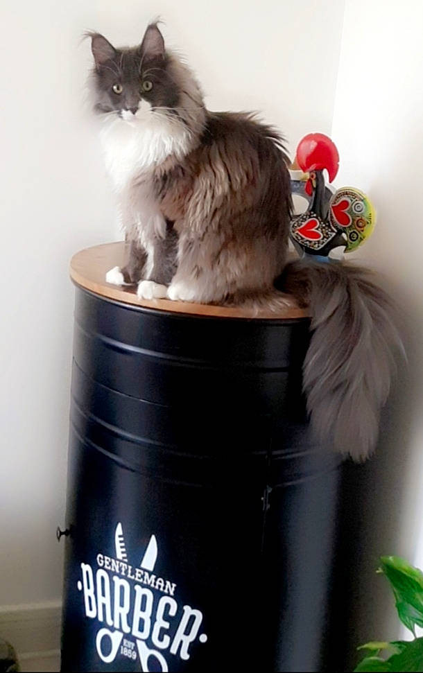 Summer a rejoint le concours — aidez-le/la à gagner de superbes lots ! box, british_longhair, carnivore, cat, cat_supply, domestic_short_haired_cat, drinking, drinkware, felidae, flowerpot, fur, gas, household_supply, houseplant, pet_supply, plant, small_to_medium_sized_cats, tail, waste_containment, whiskers