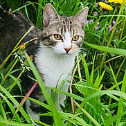 Vagabond participe au concours pour gagner de l'argent avec cette photo : animal, cat, closeup, curious, dandelion, ears, eyes, flower, fur, garden, grass, greenery, leaves, nature, outdoor, pet, plant, tabby_cat, whiskers, wildlife
