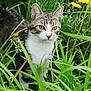 animal, cat, closeup, curious, dandelion, ears, eyes, flower, fur, garden, grass, greenery, leaves, nature, outdoor, pet, plant, tabby_cat, whiskers, wildlife