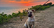 Flash a rejoint le concours — aidez-le/la à gagner de superbes lots ! dog, puppy, sunset, ocean, sky, clouds, leash, grass, path, nature, outdoor, scenery, animal, pet, quiet, colorful_sky, serene, water, evening, landscape