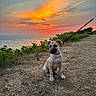dog, puppy, sunset, ocean, sky, clouds, leash, grass, path, nature, outdoor, scenery, animal, pet, quiet, colorful_sky, serene, water, evening, landscape