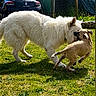 Flash participe au concours pour gagner de l'argent avec cette photo : dog, playing, grass, outdoor, sunlight, white_dog, tan_dog, pet, animal, fence, car, suburban, nature, daytime, mammal, canine, friendship, energetic, fur, playful