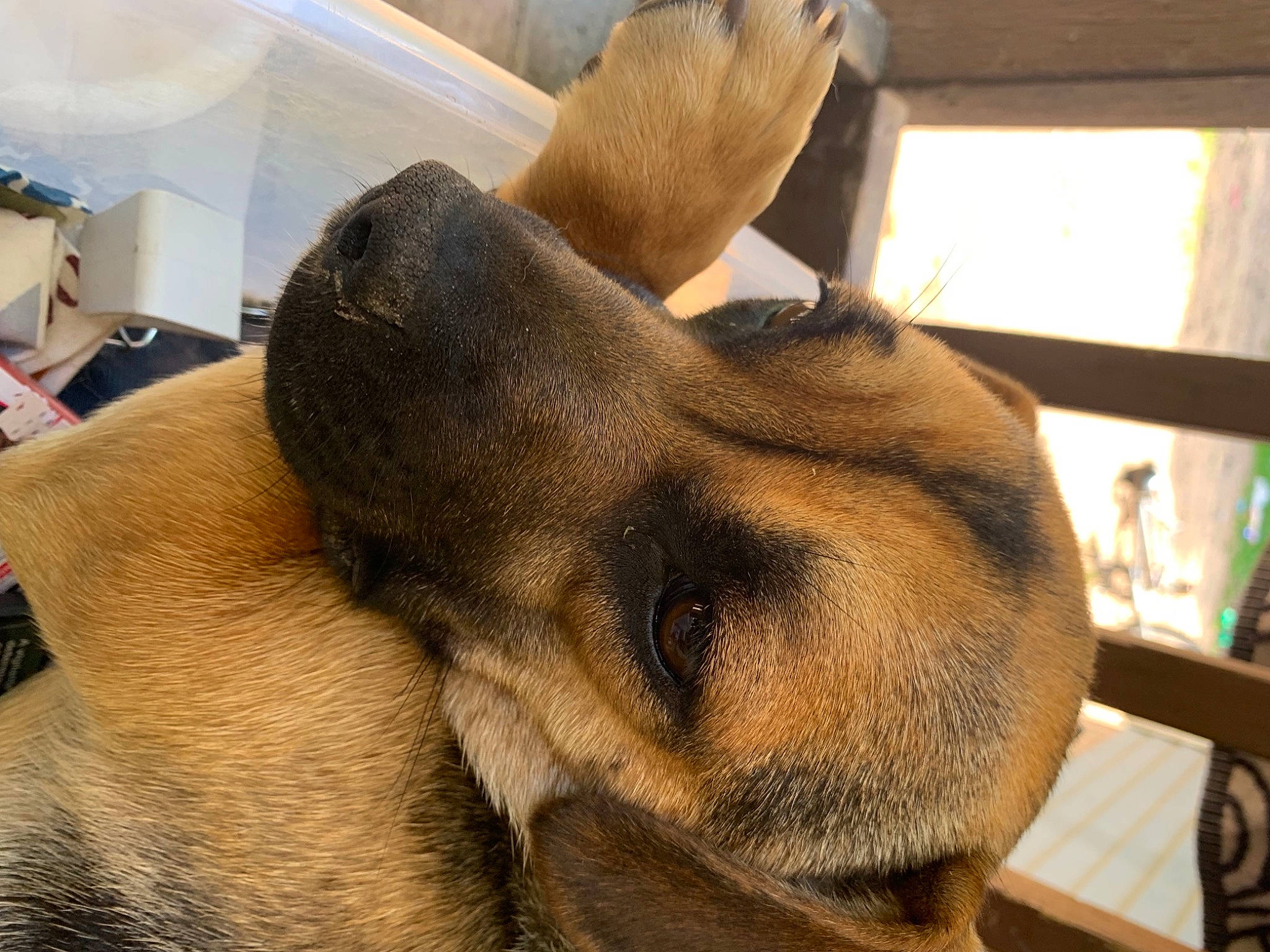 Honey is registered to the contest to win money with this photo: canidae, carnivore, claw, comfort, companion_dog, dog, dog_breed, ear, fawn, fur, gesture, guard_dog, liver, non_sporting_group, paw, snout, sporting_group, terrestrial_animal, whiskers, working_animal