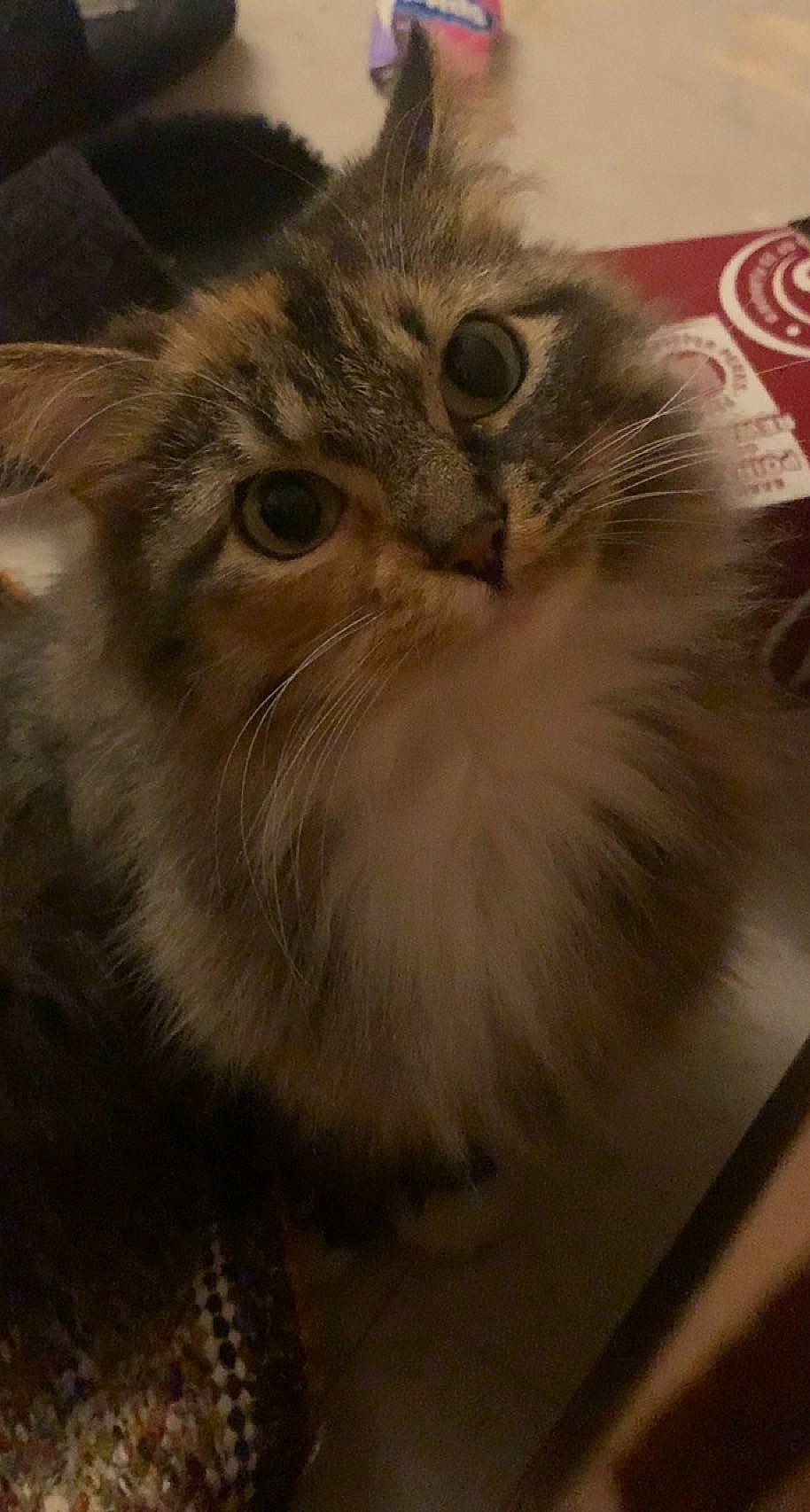 Jupiter joined the competition — help win amazing prizes! british_longhair, carnivore, cat, cloud, fawn, felidae, fur, logo, maine_coon, small_to_medium_sized_cats, terrestrial_animal, whiskers