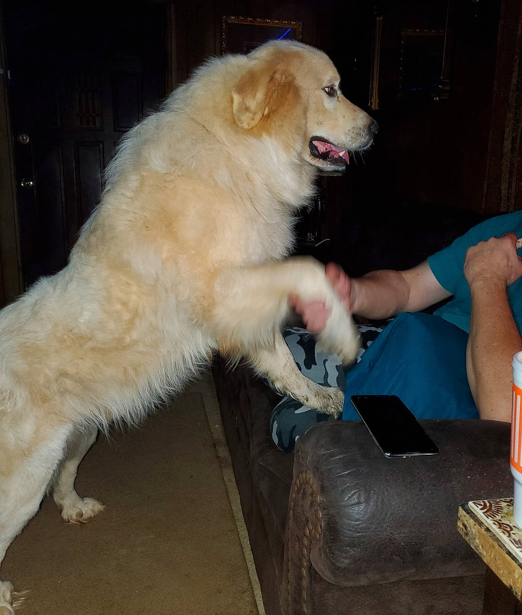 Aspen is registered to the contest to win money with this photo: animal_training, canidae, carnivore, claw, companion_dog, dog, dog_breed, door, fang, fawn, foot, fur, giant_dog_breed, non_sporting_group, paw, snout, spitz, sporting_group, tin_can, working_dog