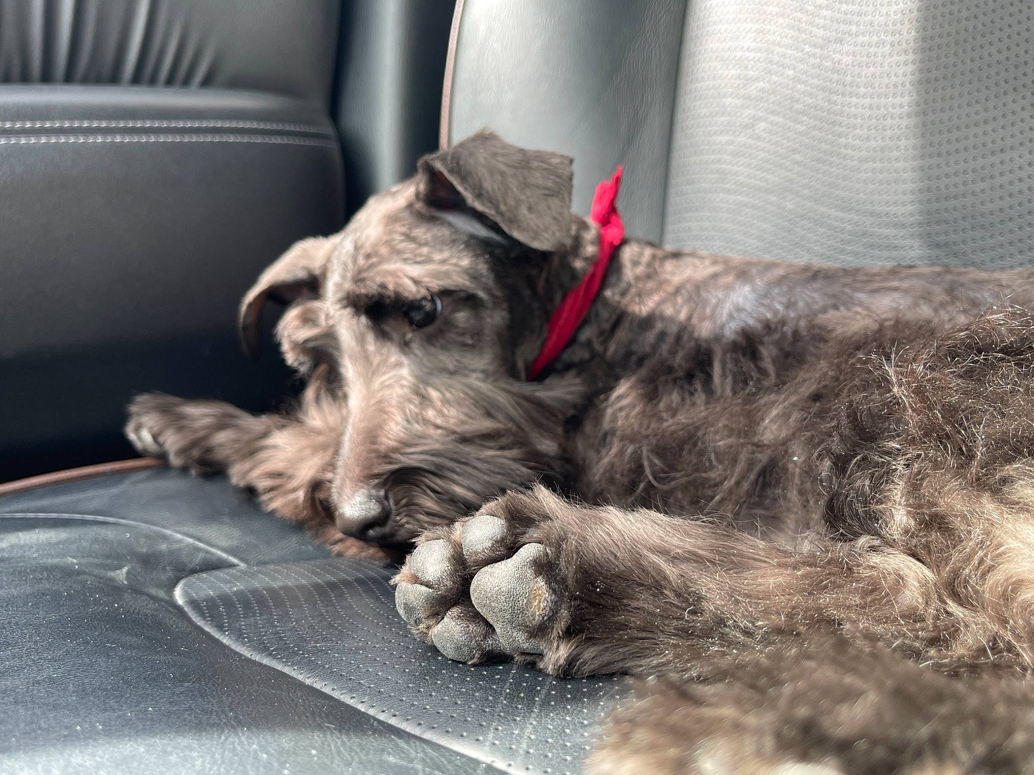 Benito joined the competition — help win amazing prizes! carnivore, claw, collar, companion_dog, dog, dog_breed, dog_collar, fawn, fur, guard_dog, paw, schnauzer, snout, sporting_group, standard_schnauzer, tail, terrier, whiskers, working_animal, working_terrier