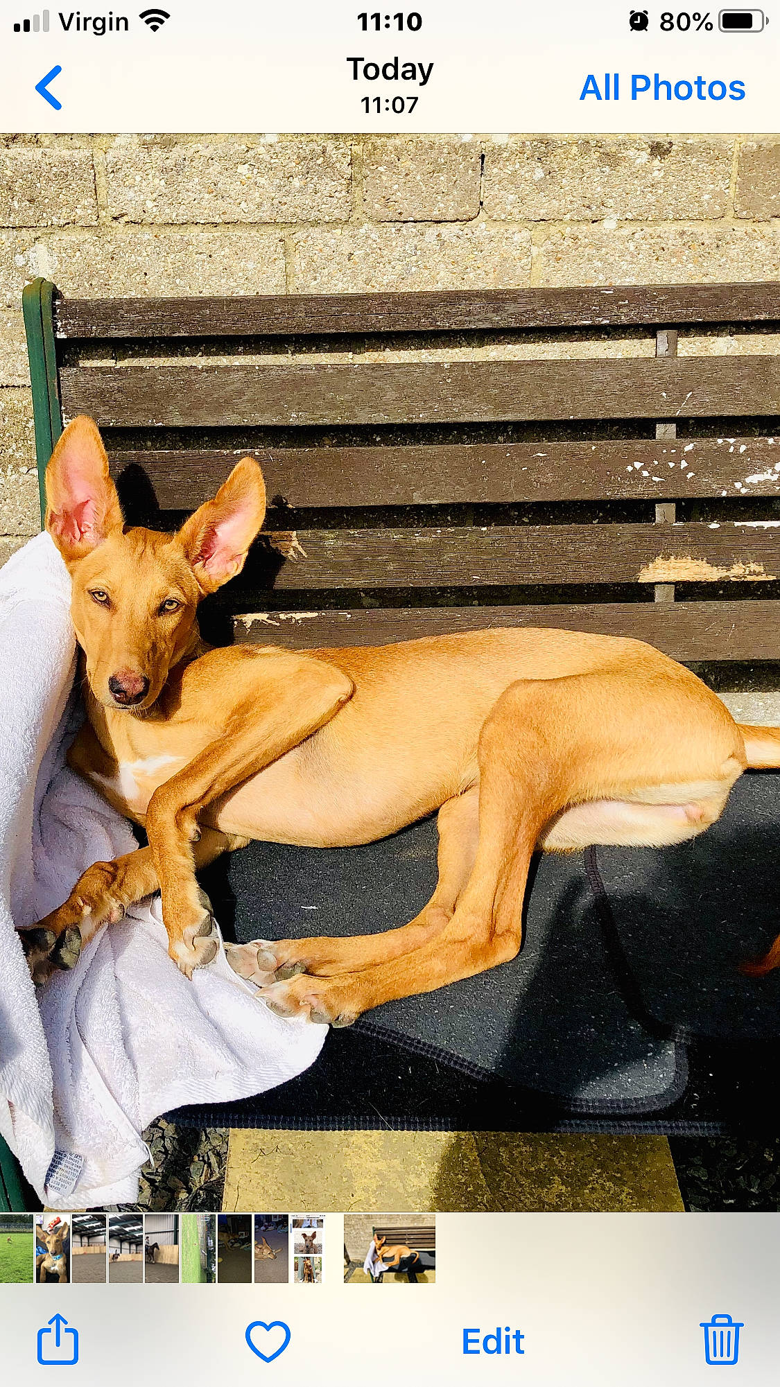 Aqua is registered to the contest to win money with this photo: ancient_dog_breeds, canidae, carnivore, chippiparai, cirneco_delletna, dog, dog_breed, fawn, hunting_dog, ibizan_hound, italian_greyhound, mammal, pharaoh_hound, podenco_canario, sighthound, toy_dog, vertebrate, whippet