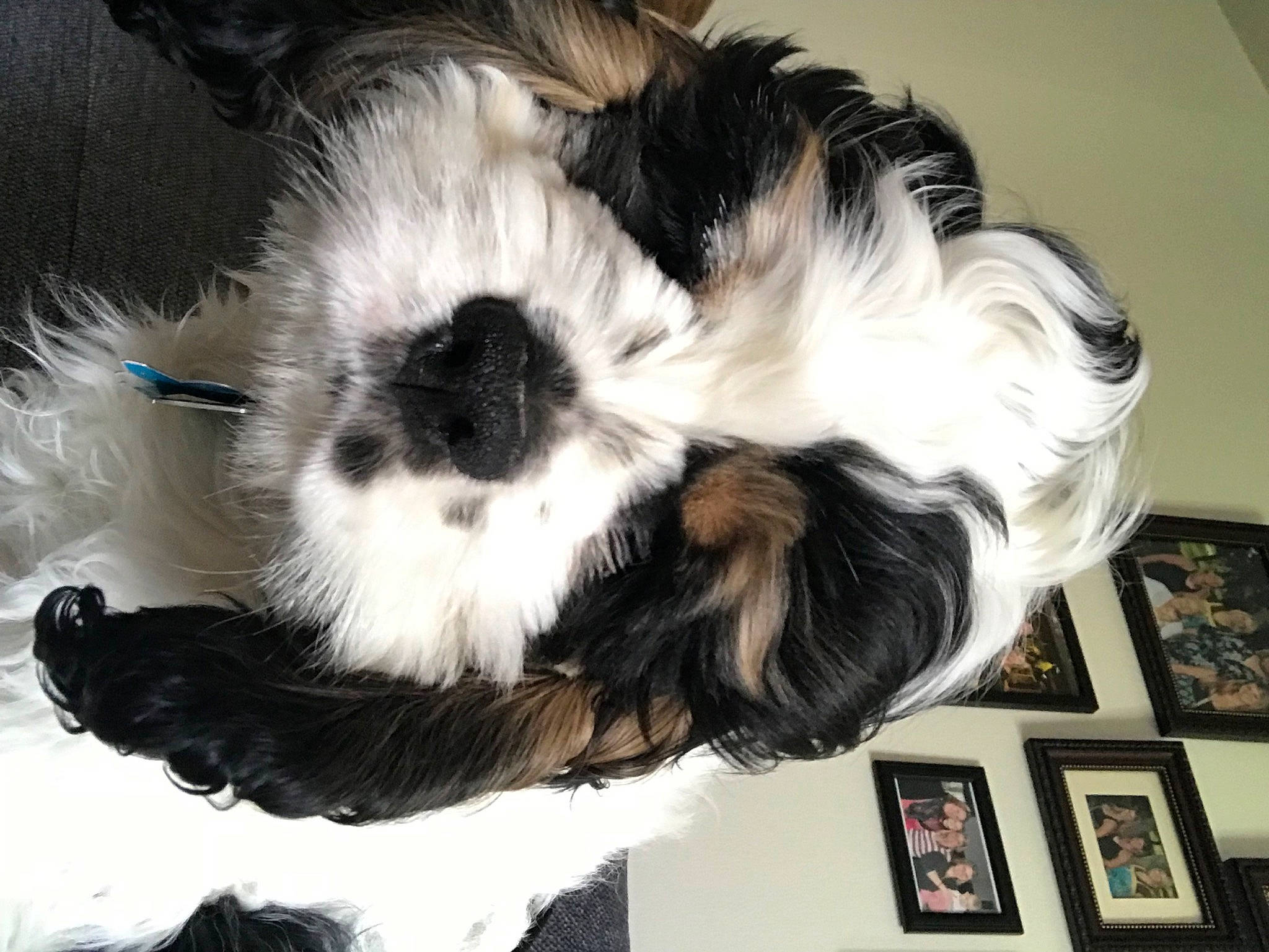 Tucker joined the competition — help win amazing prizes! canidae, carnivore, companion_dog, dog, dog_breed, felidae, fur, liver, mal_shi, non_sporting_group, paw, picture_frame, small_terrier, snout, sporting_group, tail, terrier, toy_dog, whiskers, working_animal